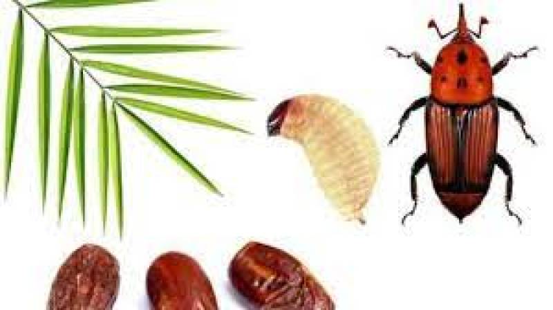 اعتبار ویژه برای مبارزه با آفات در استان کرمان